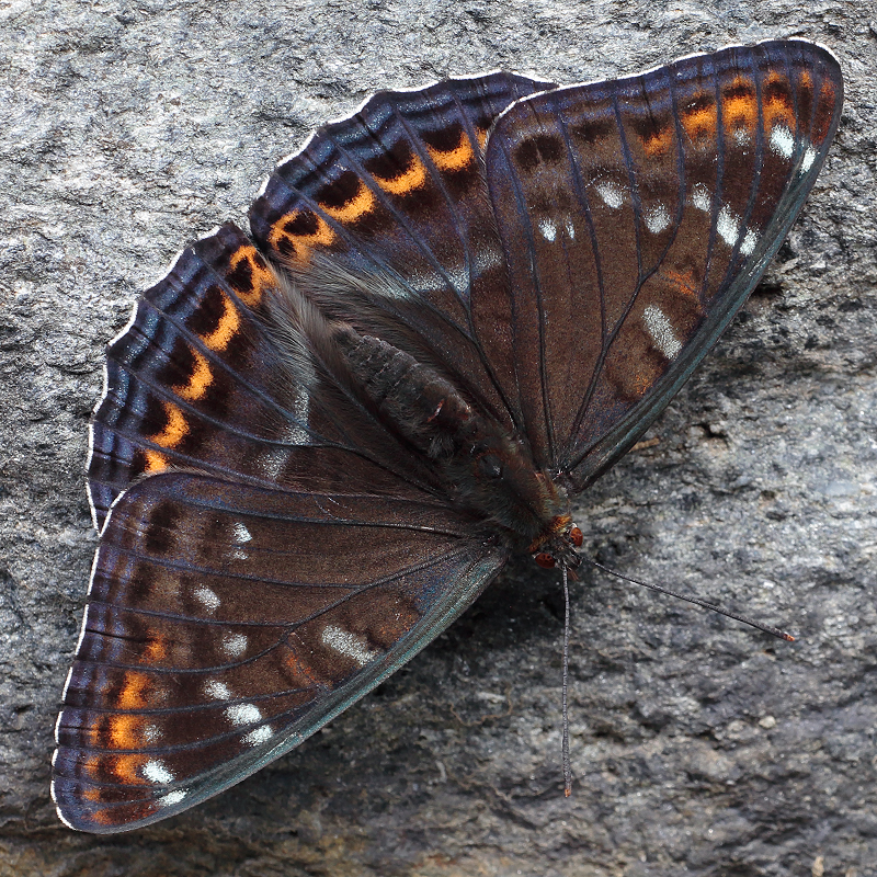 Limenitis populi