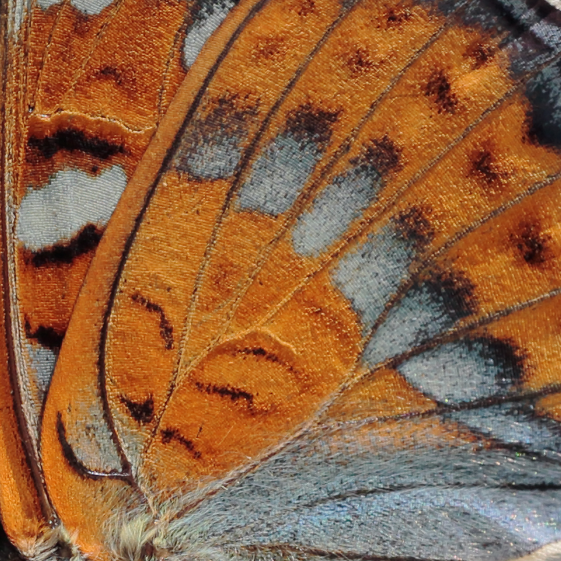 Limenitis populi