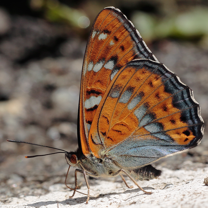 Limenitis populi