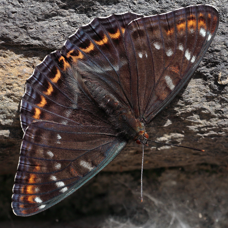 Limenitis populi