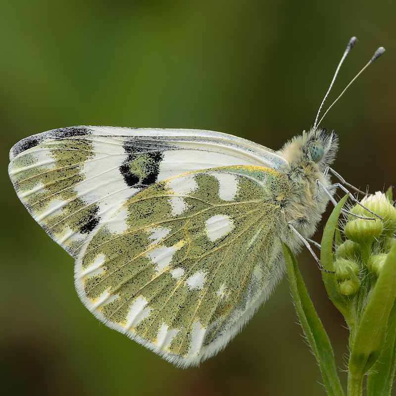 Pontia daplidice