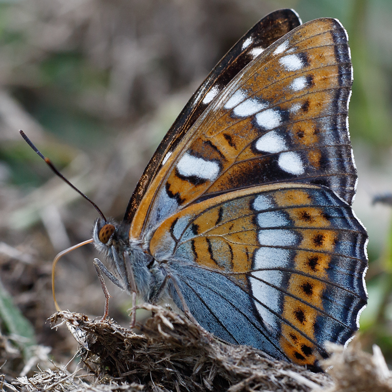 Limenitis populi