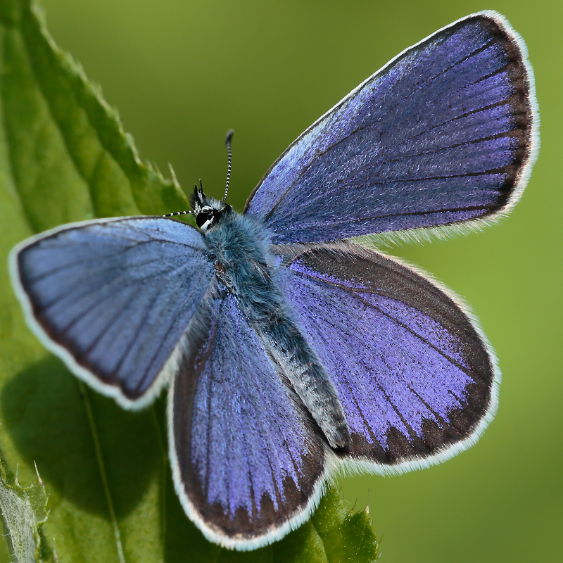 Plebejus argyrognomon