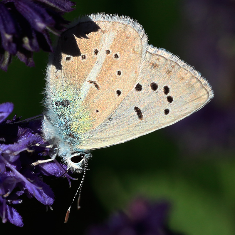 Polyommatus tankeri