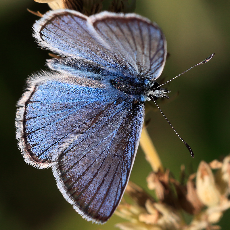 Polyommatus tankeri