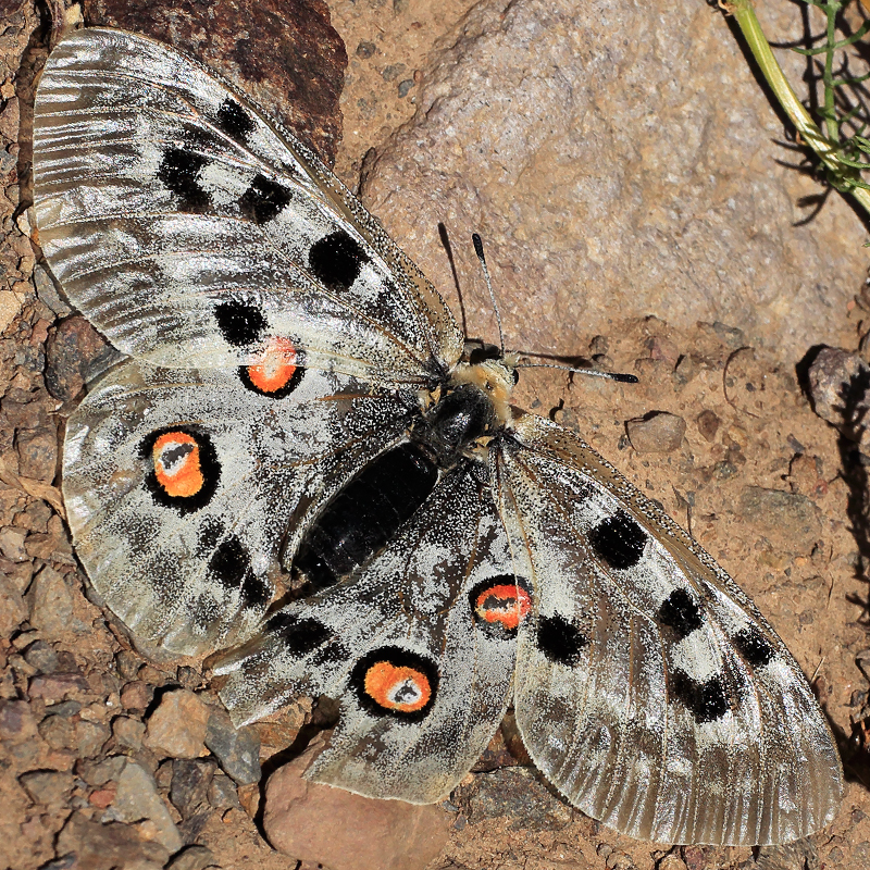 Parnassius apollo