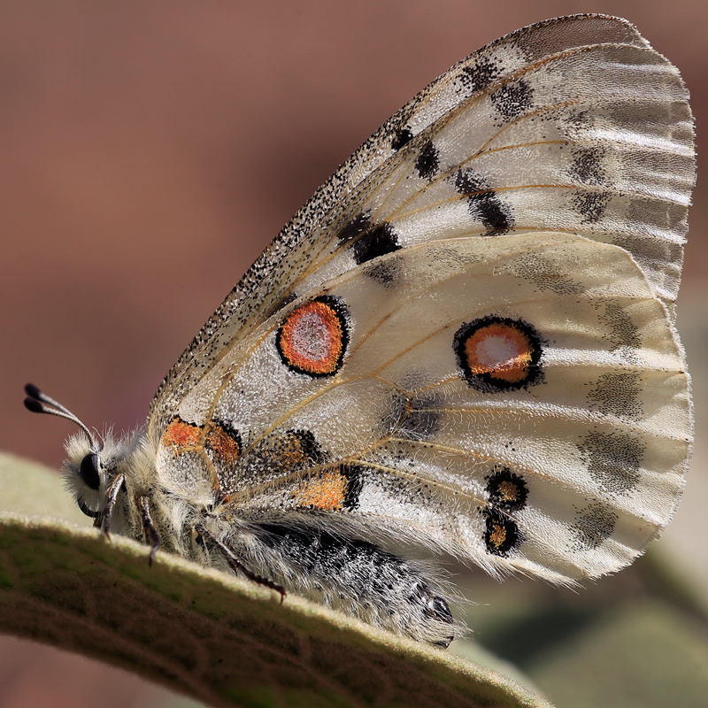 Parnassius apollo