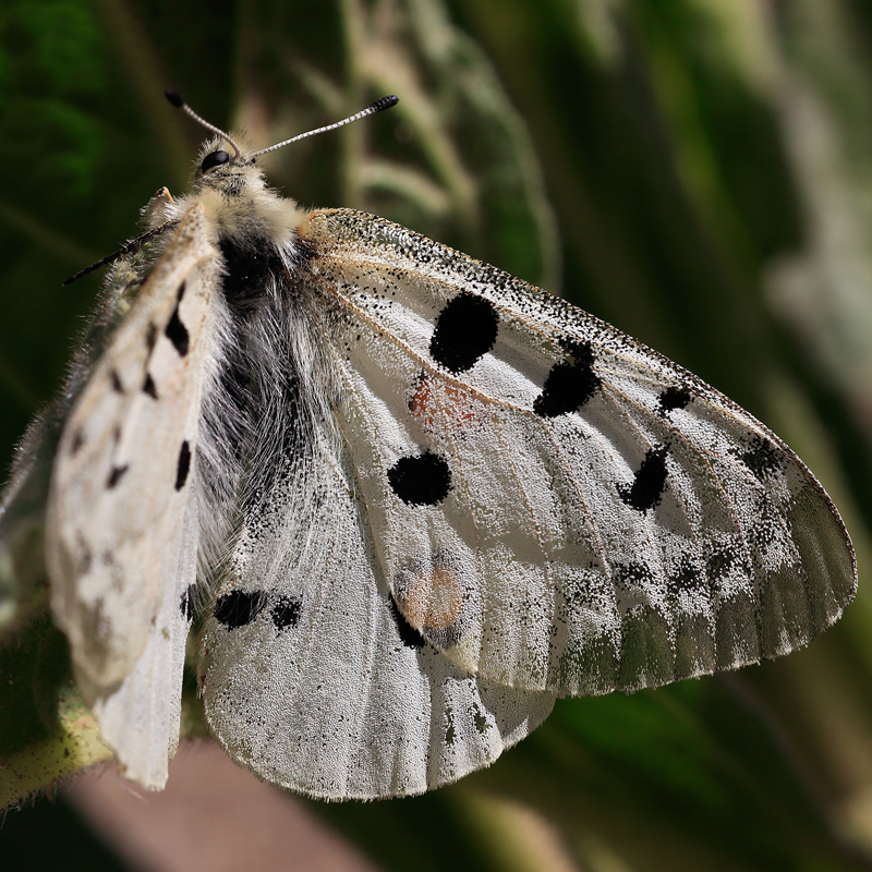 Parnassius apollo