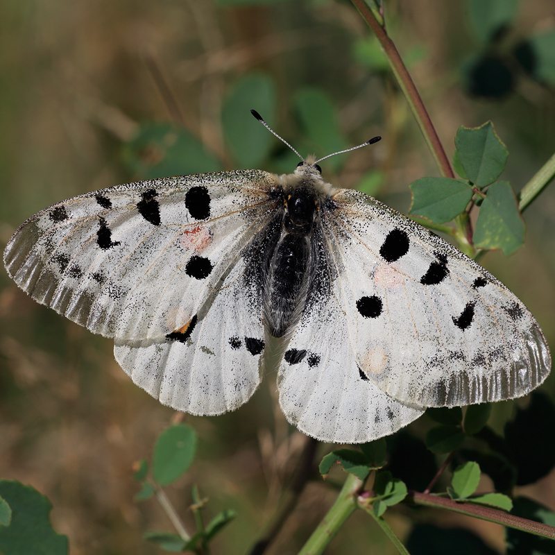 Parnassius apollo