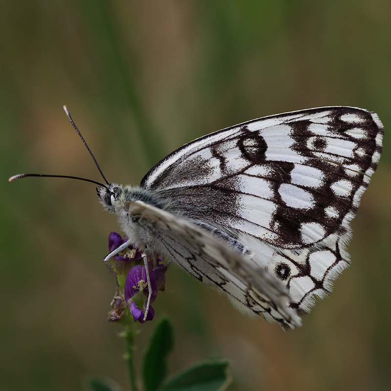 Melanargia larissa