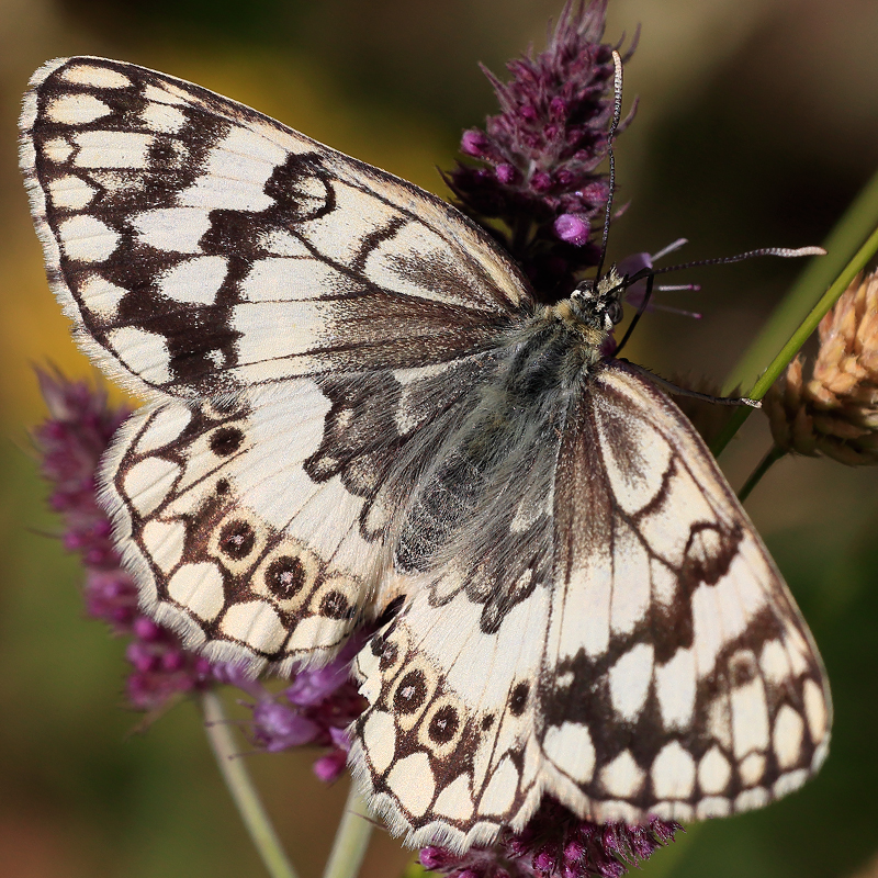 Melanargia larissa