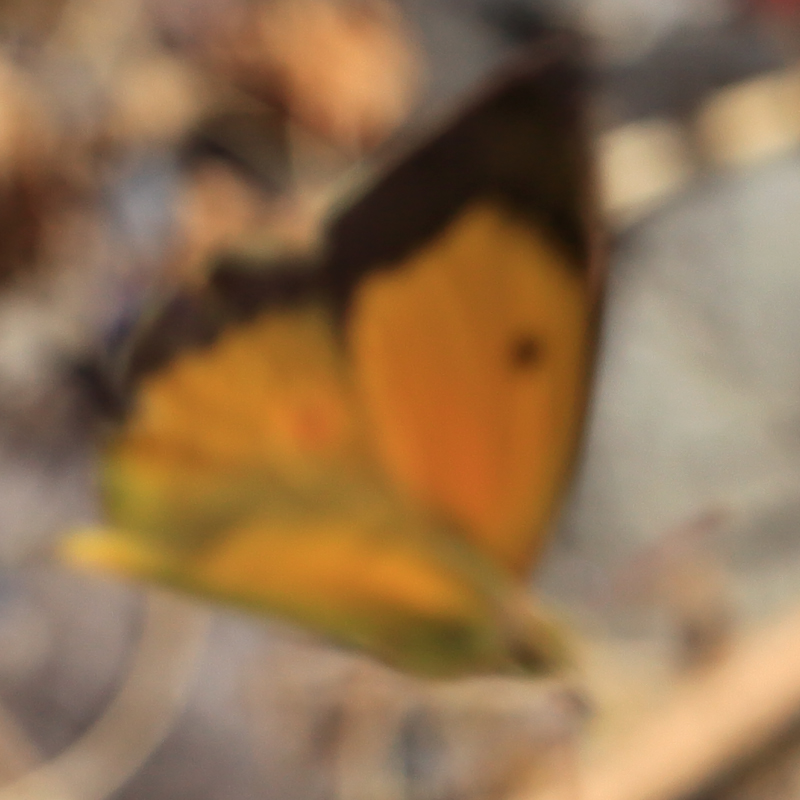 Colias aurorina