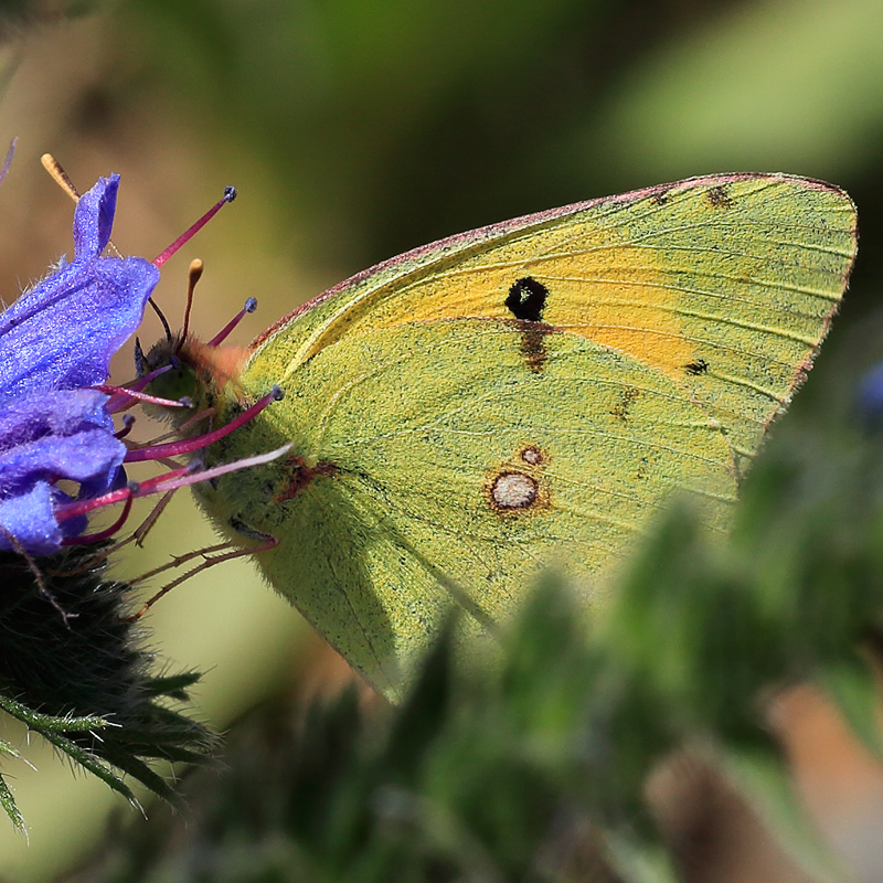 Colias aurorina