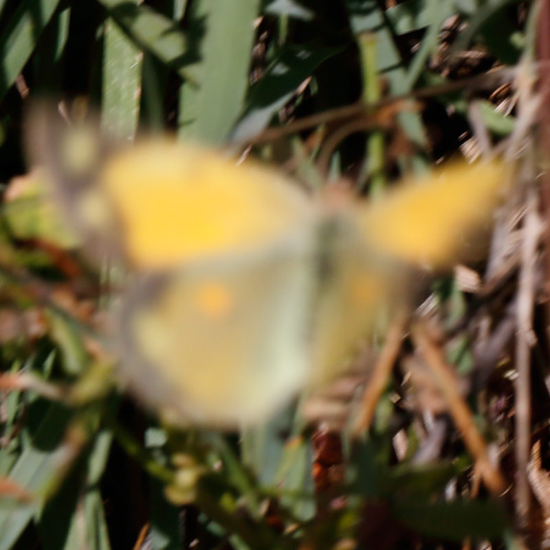 Colias thisoa