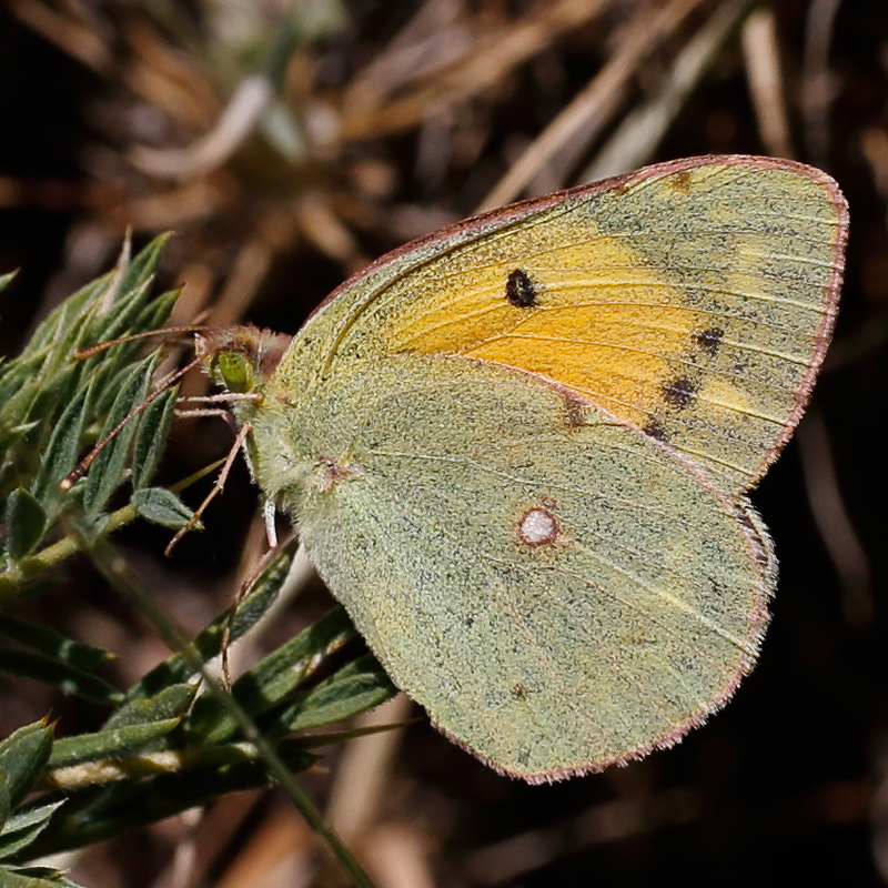 Colias thisoa