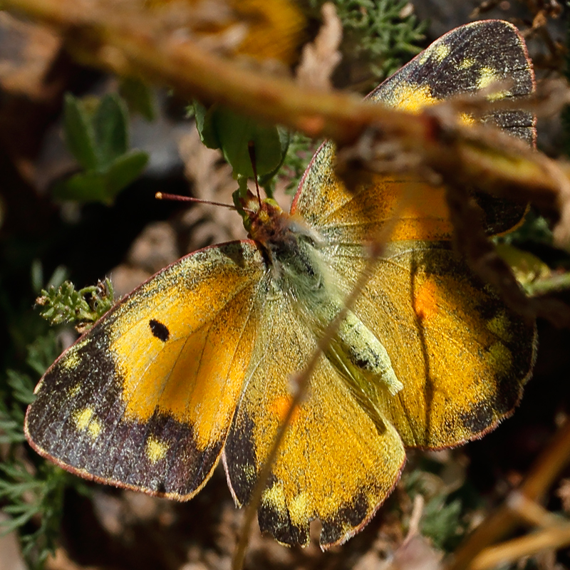 Colias thisoa