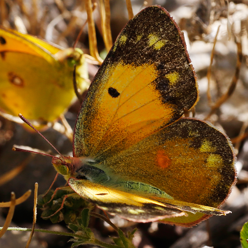 Colias thisoa