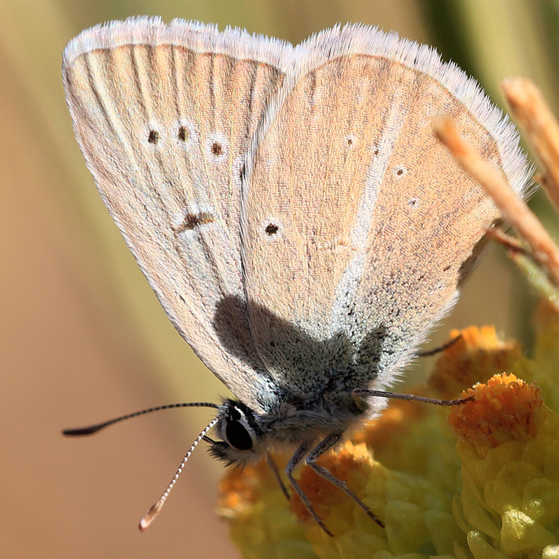 Polyommatus altivagans erzindjanensis