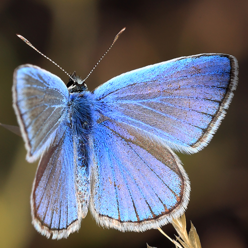 Polyommatus altivagans erzindjanensis