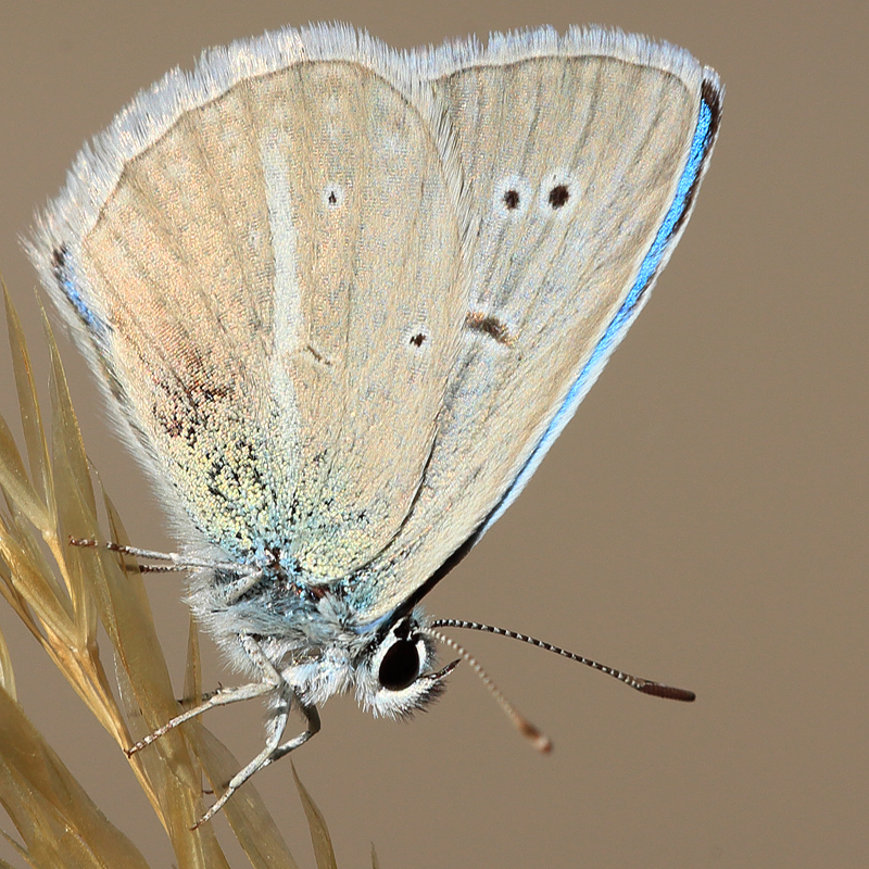 Polyommatus altivagans erzindjanensis