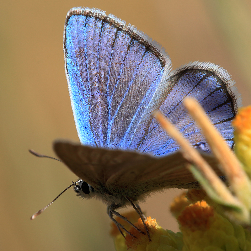 Polyommatus altivagans erzindjanensis