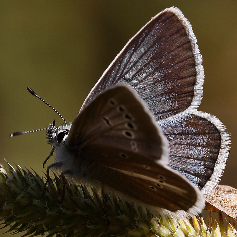 Polyommatus damon (kotshubeji)