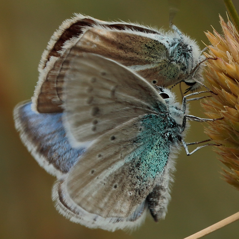 Polyommatus iphigenia