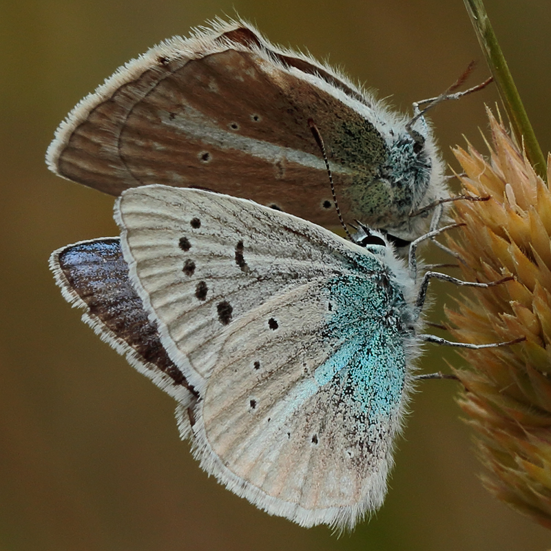 Polyommatus iphigenia