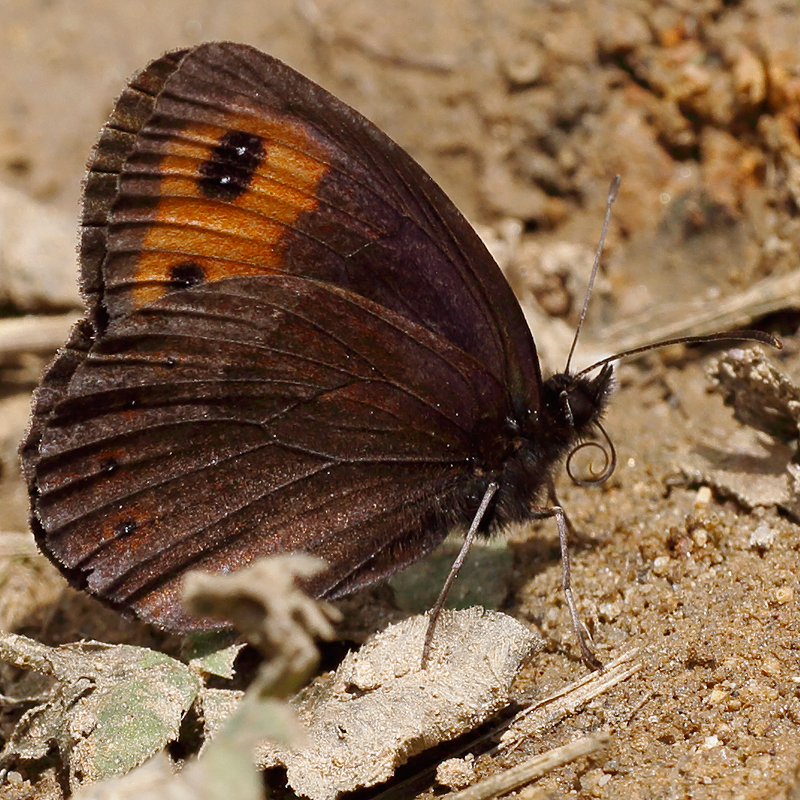 Erebia aethiops