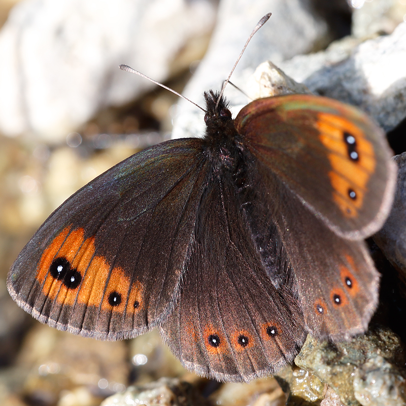 Erebia aethiops