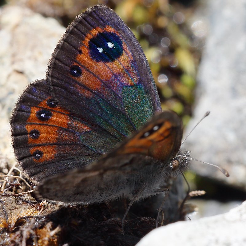 Erebia graucasica