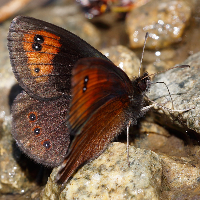 Erebia melancholica