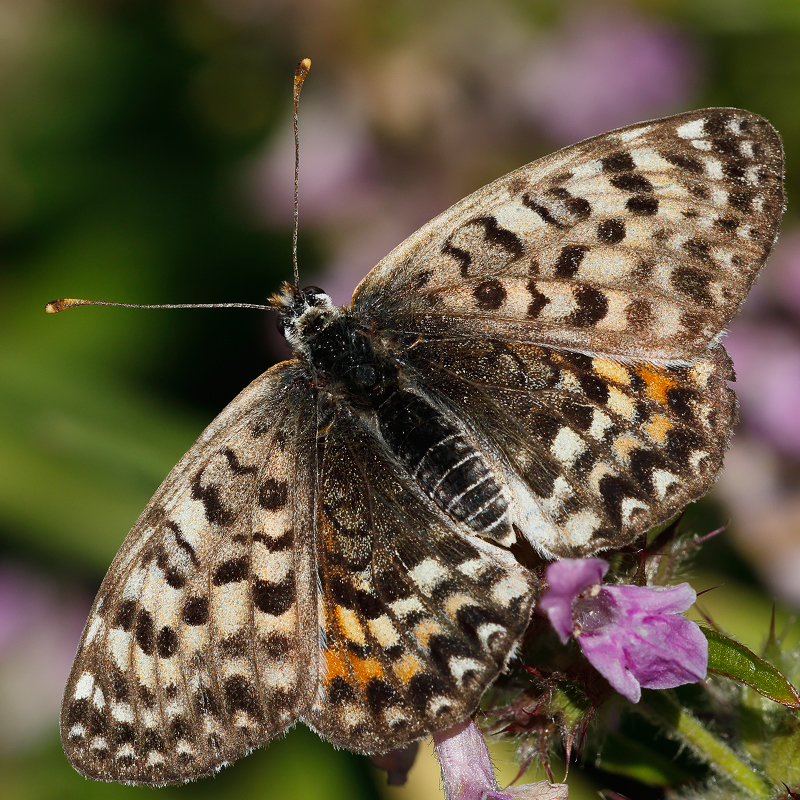 Melitaea interrupta