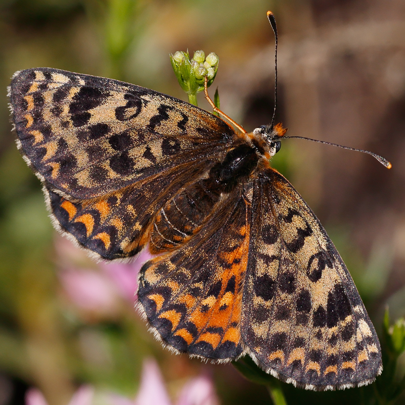 Melitaea interrupta