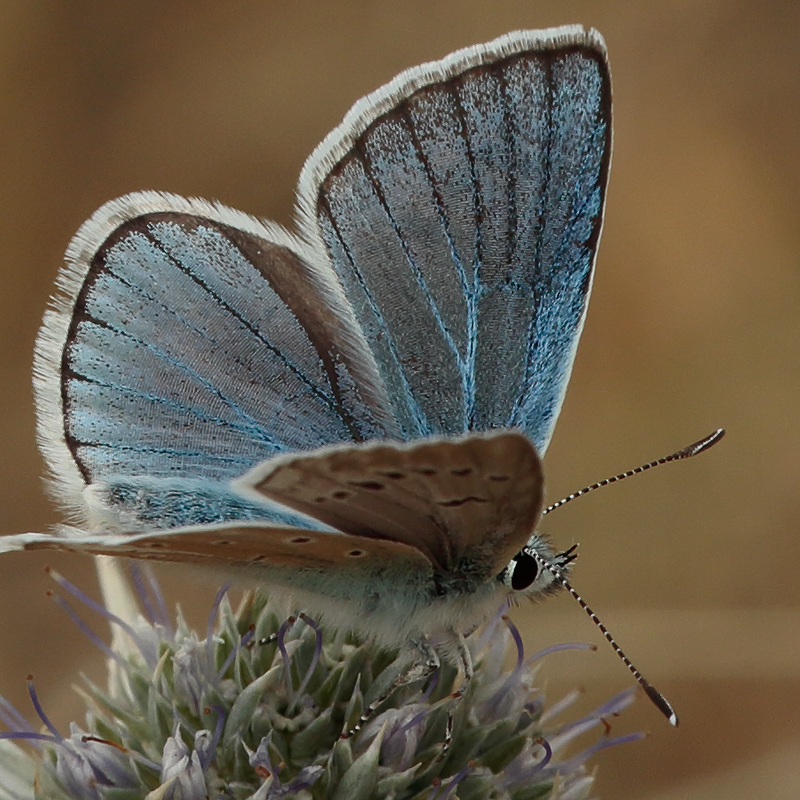 Polyommatus phigenia