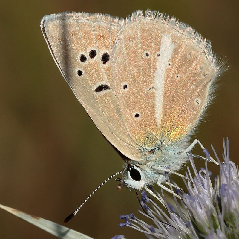 Polyommatus baytopi