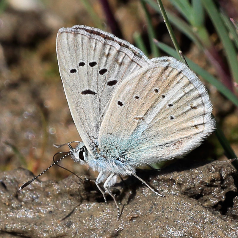 Polyommatus tankeri