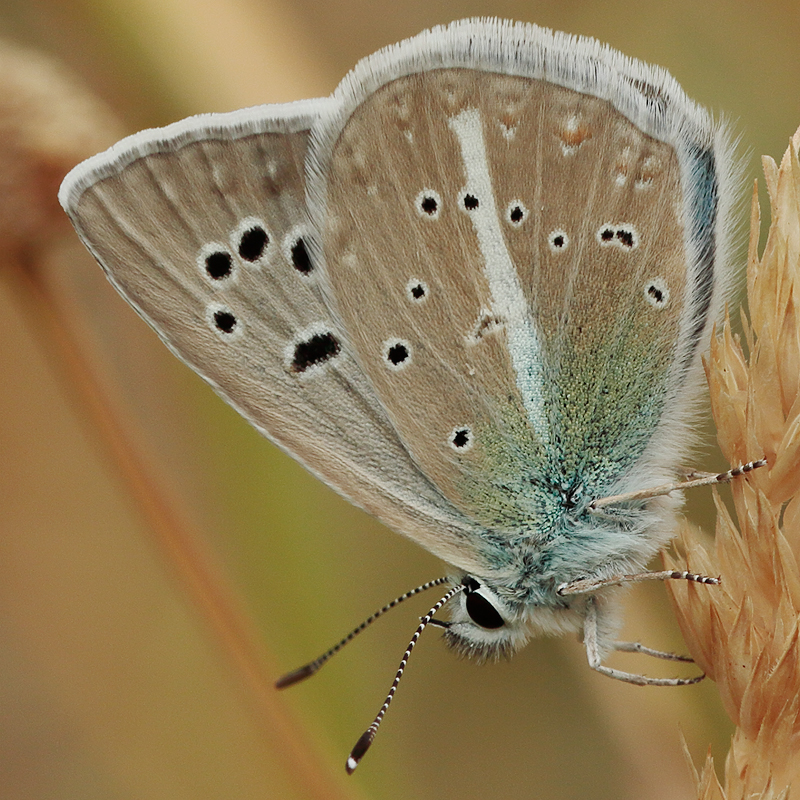 Polyommatus huberti