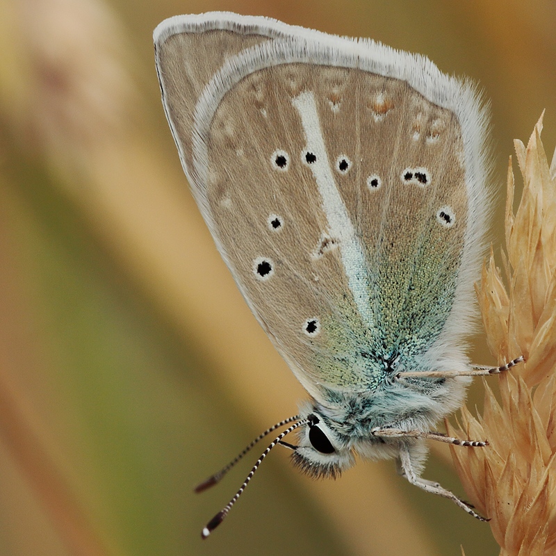 Polyommatus huberti