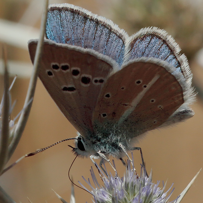 Polyommatus huberti