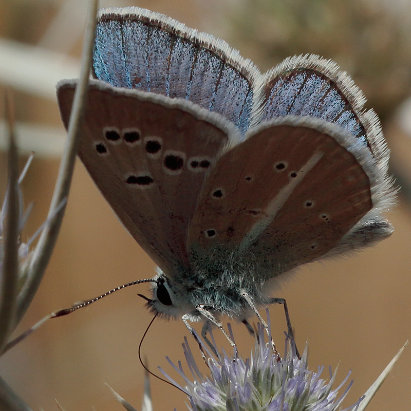 Polyommatus turcicolus