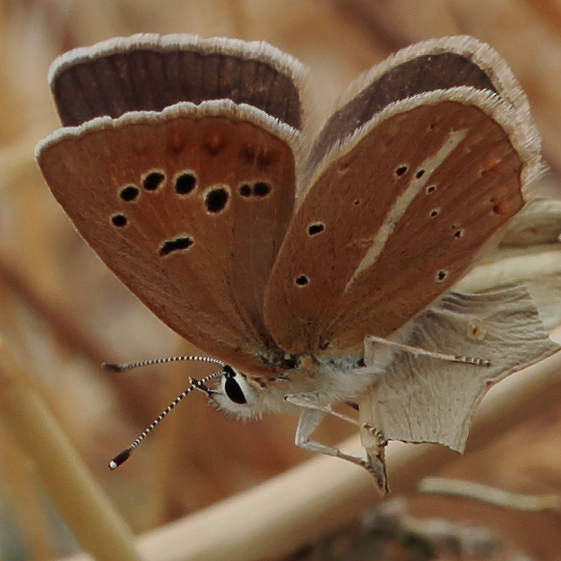 Polyommatus sp