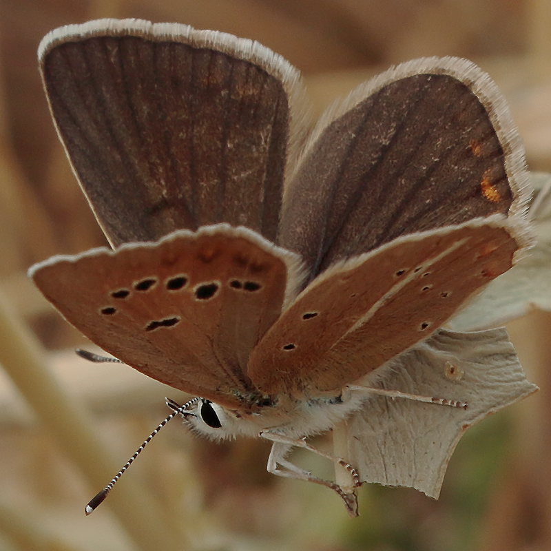 Polyommatus sp