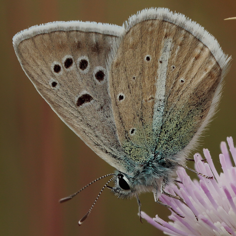 Polyommatus zapvadi