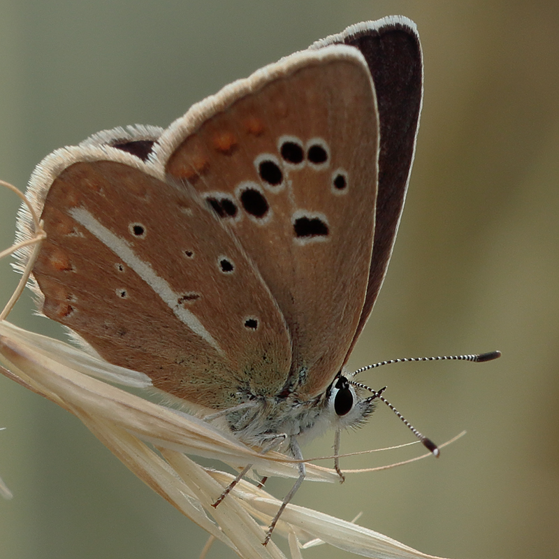 Polyommatus sp