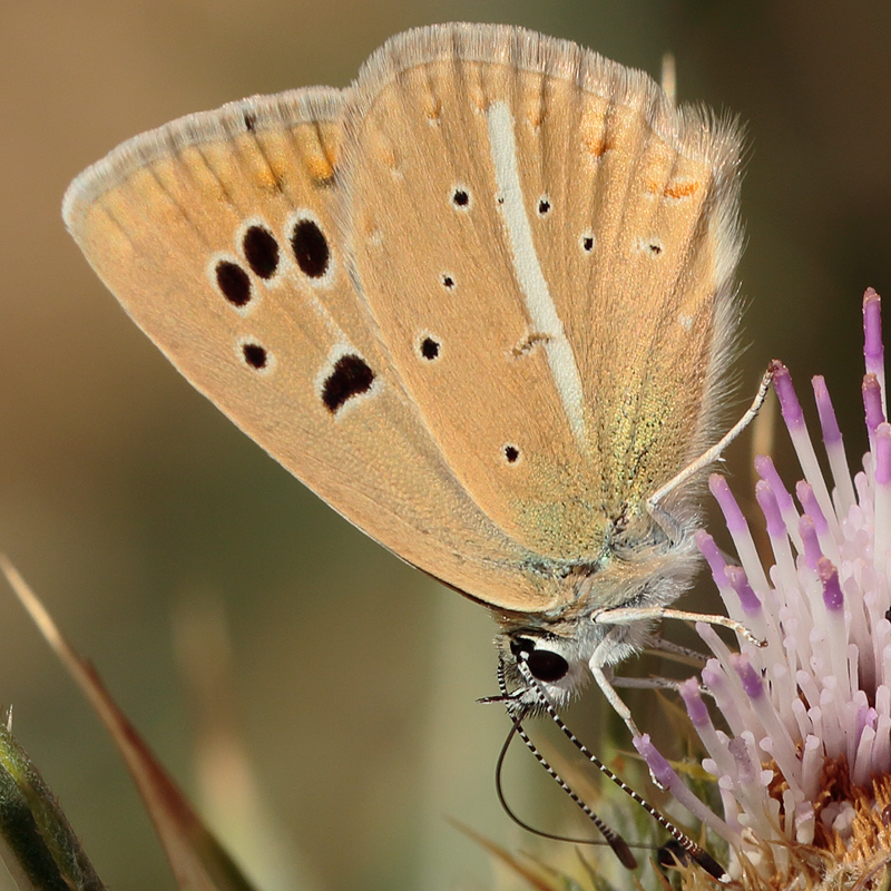 Polyommatus sp