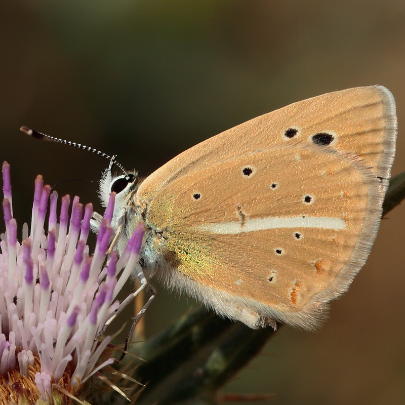 Polyommatus sp