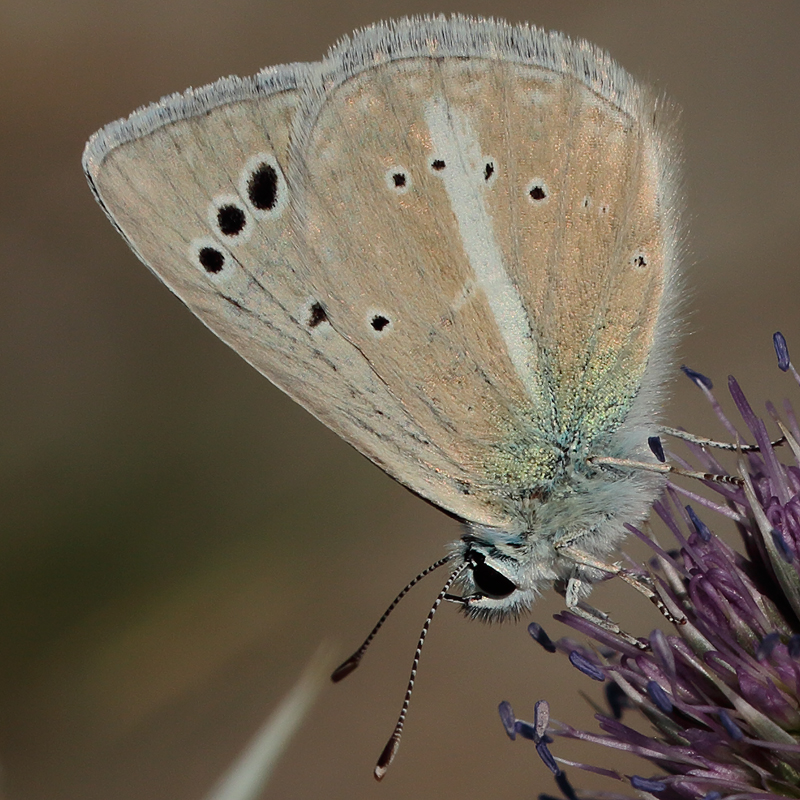 Polyommatus sp