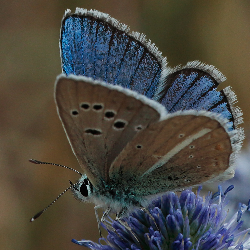 Polyommatus zapvadi