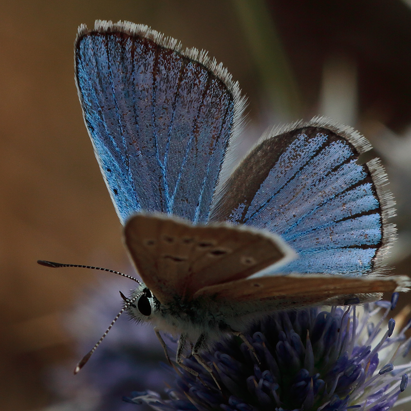 Polyommatus zapvadi